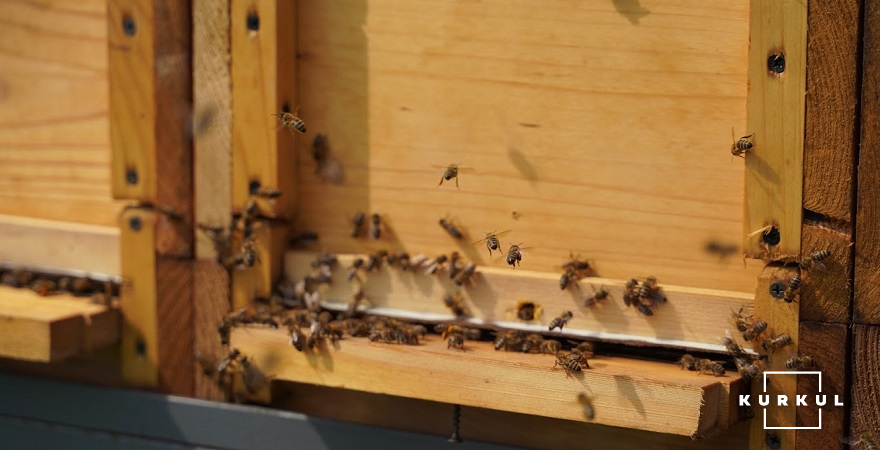 Відхід бджолосімей в середньому по Україні становитиме 15-20%